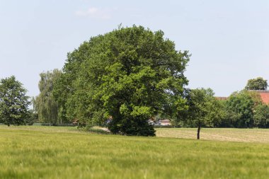 çok güneşli Güney Almanya'da sen kırpma tahıl ve tahıl büyüme yeşil renk ve mavi gökyüzü yukarıda olduğu gibi erken stadyumda bitkilerin görebilir miyim