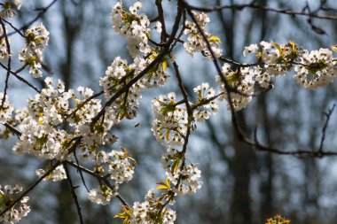 Elma ağaçlarının mevsimlik renklerle Bloom görünümü