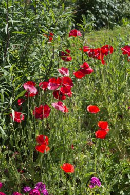 Sen görmek detayları ve çiftlik evinin Bahçe ambiente yazlık ülke çiçek renkleri harika turuncu kırmızı ve pembe ve mavi renkler ile Haziran ayında Güney Almanya çok güneşli bir günde