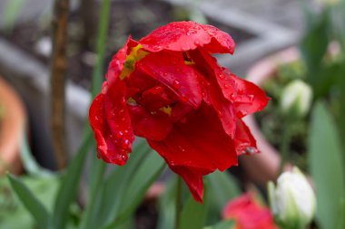 Yağmurlu günde renkli çiçekler.