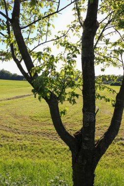 bir çok güzel bir güneşli gün ucunda Güney Almanya'da berrak mavi gökyüzünün ve yeni çim ve ağaçların yaprakları çok parlak ve renkli görünebilir