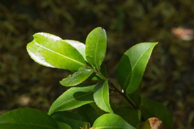 Haziran ayında Güney Almanya çok güneşli bir günde kırsal etrafında otlar ve bitkiler gölgesinden bir manastır bölgesinde Bahçe dolu ağaçları Bkz: