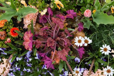 yağmur damlaları etkilerini çiçeği tarafından tamamen farklı görünüyor çiçek yağmurlu bir günde Güney Almanya görünümünde rokoko parkta