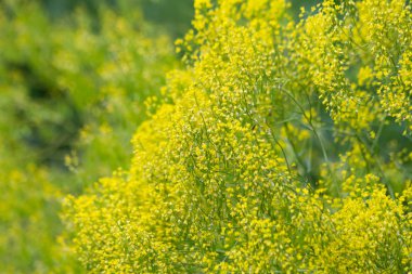 aerly yaz aylarında Güney Almanya çim, ağaçlar, bitkiler ve çiçek açması yeşil bahçe park açık renkli çiçeklenir tarihsel bir şehirde