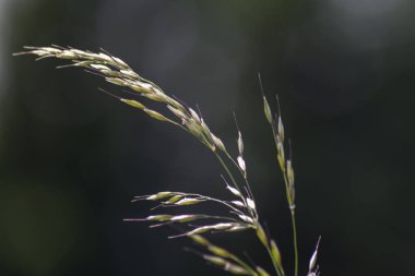 çok güneşli Güney Almanya'da sen kırpma tahıl ve tahıl büyüme yeşil renk ve mavi gökyüzü yukarıda olduğu gibi erken stadyumda bitkilerin görebilir miyim