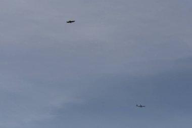 Haziran ayında Güney Almanya çok güneşli bir günde kuş uçuş mavi renk gökyüzü havada görmek