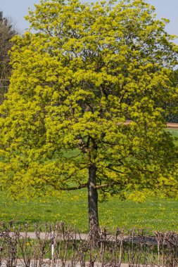 Güney Alman kırsal kesimde taze çiçek açan ağaçlar.
