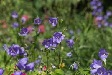 Sen görmek detayları ve çiftlik evinin Bahçe ambiente yazlık ülke çiçek renkleri harika turuncu kırmızı ve pembe ve mavi renkler ile Haziran ayında Güney Almanya çok güneşli bir günde