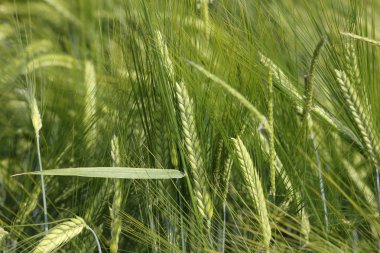 çok güneşli Güney Almanya'da sen kırpma tahıl ve tahıl büyüme yeşil renk ve mavi gökyüzü yukarıda olduğu gibi erken stadyumda bitkilerin görebilir miyim