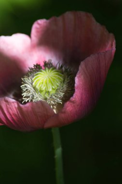 Haziran ayında Güney Almanya çok güneşli bir günde kırsal etrafında otlar ve bitkiler gölgesinden bir manastır bölgesinde Bahçe dolu ağaçları Bkz: