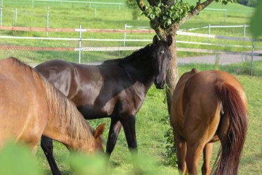 çok güneşli bir akşam Güney Almanya'da sen Tay siyah ve kahverengi renkte yaklaşık bir yaşta bir ya da iki yıl görebilir miyim