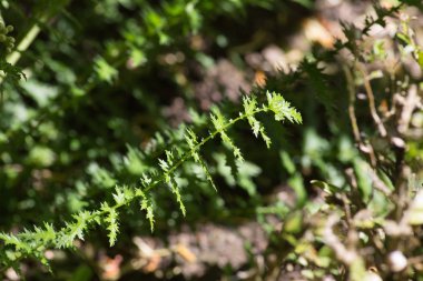 Haziran ayında Güney Almanya çok güneşli bir günde kırsal etrafında otlar ve bitkiler gölgesinden bir manastır bölgesinde Bahçe dolu ağaçları Bkz: