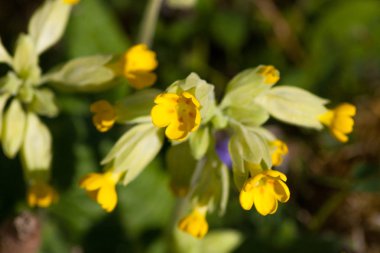 güzel sarı çiçek yeşil tarlalarda mevsimlik bahar renklerinin üzerinde görünümü