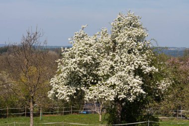 Güney Almanya kırsalında bir güneşli bahar gününde yeşil alanlarda güçlü beyaz çiçek