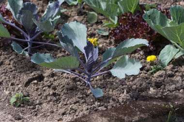 Haziran ayında Güney Almanya çok güneşli bir günde gördüğünüz sebze ve salata ve kırsal kesimde açık dünya üzerindeki çiçekler