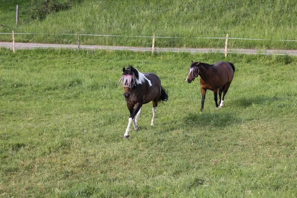 Final Mayo Sur Alemania Temperatura Muy Caliente Dejar Que Caballo —  Fotos de Stock