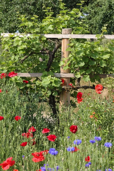 在6月在德国南部的一个非常晴朗的日子里 你可以看到浆果和沙拉绿化的细节和颜色 以及园艺所需的栅栏和零件 — 图库照片
