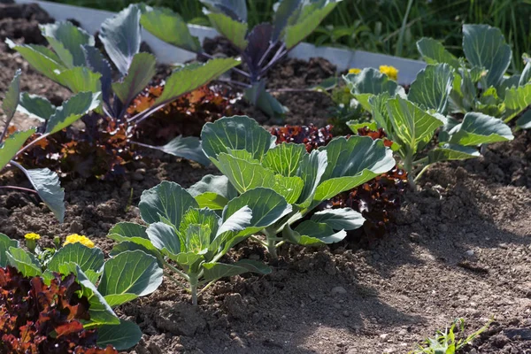 Haziran ayında Güney Almanya çok güneşli bir günde gördüğünüz sebze ve salata ve kırsal kesimde açık dünya üzerindeki çiçekler