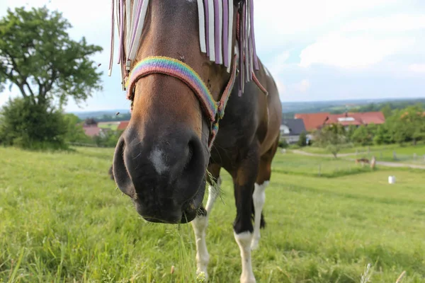 末南ドイツの非常に熱い温度のことができる馬の新鮮な緑の芝生と青空 Horizone でクローズ アップ エンジェル ビューをお楽しみいただけます — ストック写真