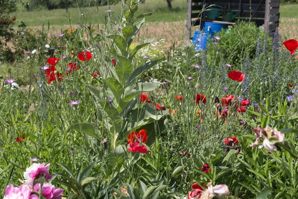 on a very sunny day in june in south germany you see details and colors of cottage country flowers in garden ambiente of farmhouse with great orange red and pink and blue colors