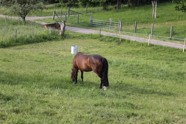 末南ドイツの非常に熱い温度のことができる馬の新鮮な緑の芝生と青空 Horizone で広角ビューをお楽しみいただけます — ストック写真