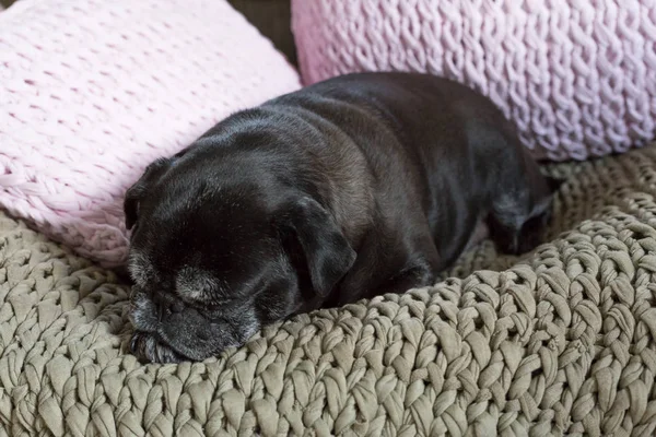 Adelheid Nome Esfregonas Pug Preto Seu Sofá Cama Com Almofada — Fotografia de Stock