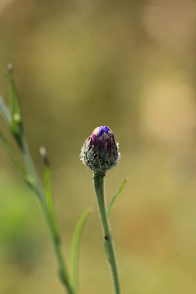 Mycket Solig Dag Juni Södra Tyskland Corn Vallmo Röda Rosa — Stockfoto