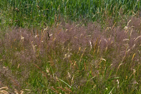 Haziran ayında Güney Almanya çok güneşli bir günde gül ve pembe mor colord çim alan Mısır arka planda önce ayrıntılı görmek