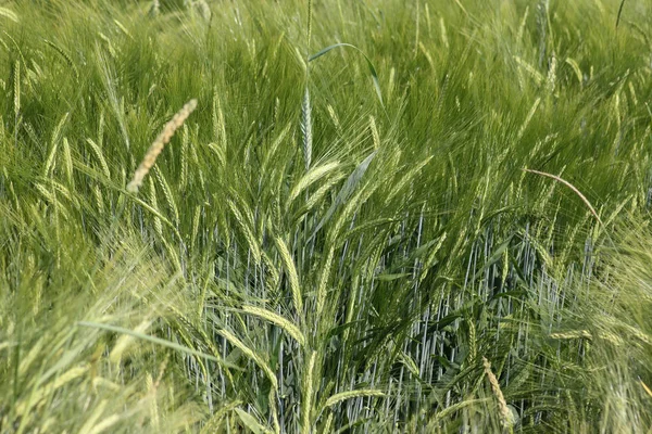 Een Zeer Zonnige Dag Zuid Duitsland Mei Ziet Planten Van — Stockfoto