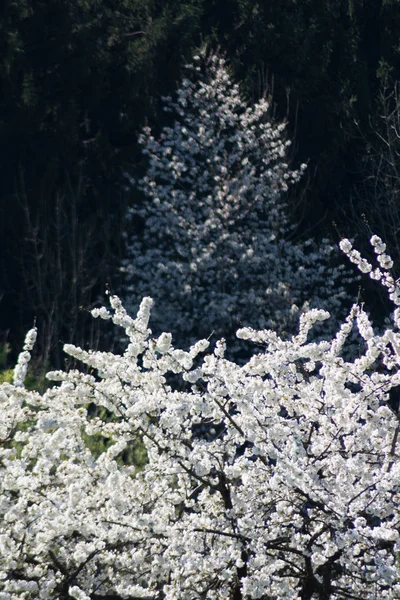 Tavasszal Virágzó Fehér Almafák — Stock Fotó