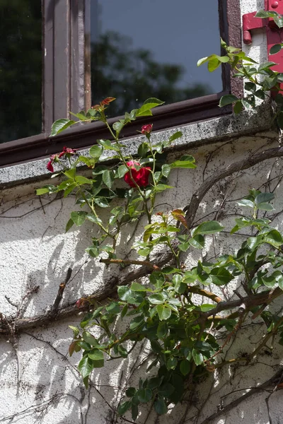 Very Sunny Day June South Germany You See Details Colors — Stock Photo, Image