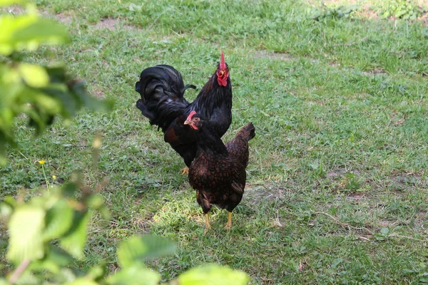 Çok Güneşli Güney Almanya Sen Tavuk Erkek Dişi Yeşil Çalılar — Stok fotoğraf