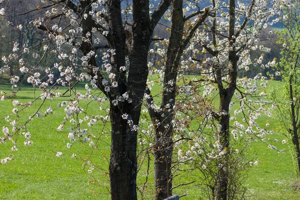 Weiße Blühende Apfelbäume Frühling — Stockfoto