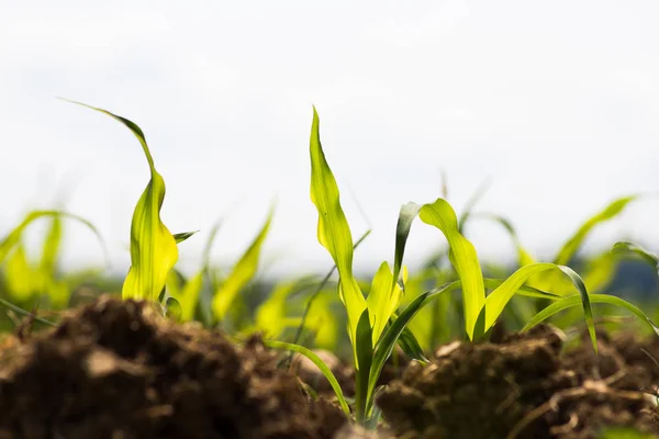 Día Muy Soleado Mayo Sur Alemania Ven Plantas Maíz Tierra —  Fotos de Stock