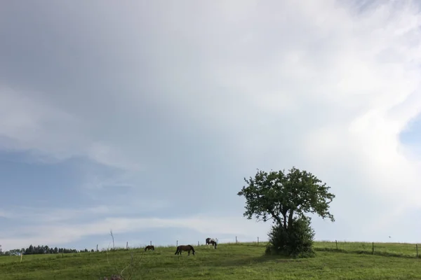 Ultimo Kan Zuid Duitsland Erg Warm Temperatuur Laten Paard Genieten — Stockfoto