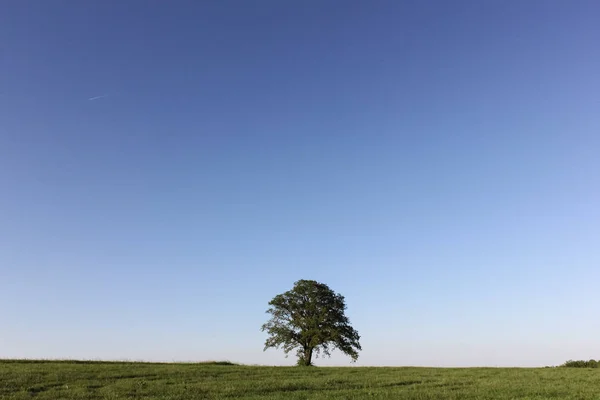 stock image on a very nice sunny day end of may in south germany clear blue sky and new grass and leaves of trees appear very bright and colorful