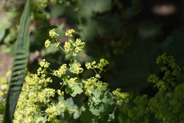 Día Muy Soleado Junio Sur Alemania Jardín Campestre Lleno Hierbas — Foto de Stock