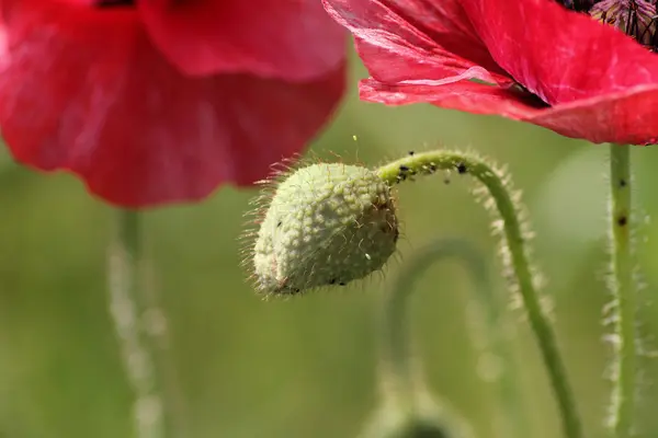 Einem Sonnigen Junitag Süddeutschland Sieht Man Mohn Rot Rosa Blau — Stockfoto