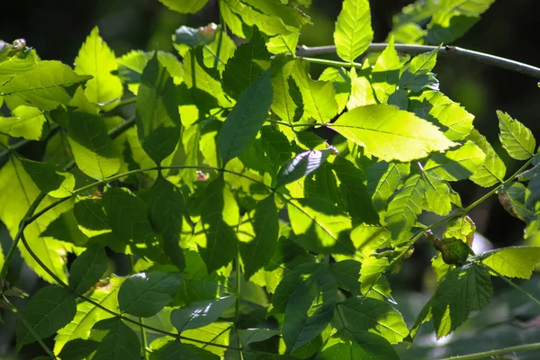 Mixture Bright Dark Dull Green Brown Colors Together Dark Part — Stock Photo, Image