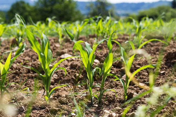 Very Sunny Day May South Germany You See Plants Corn — Stock Photo, Image
