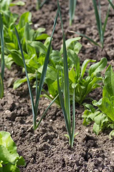 Día Muy Soleado Junio Sur Alemania Ven Verduras Ensaladas Flores — Foto de Stock