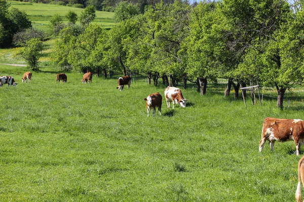 Mucche Pascolo Annuncio Piedi Erba Verde — Foto Stock