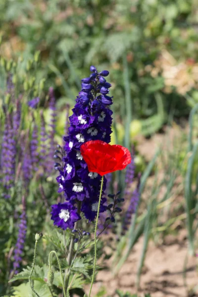 Sen görmek detayları ve çiftlik evinin Bahçe ambiente yazlık ülke çiçek renkleri harika turuncu kırmızı ve pembe ve mavi renkler ile Haziran ayında Güney Almanya çok güneşli bir günde