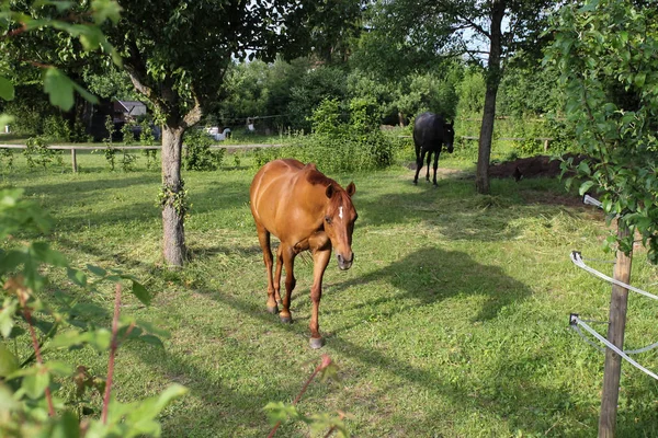 Very Sunny Evening May South Germany You See Foals Black — Stock Photo, Image