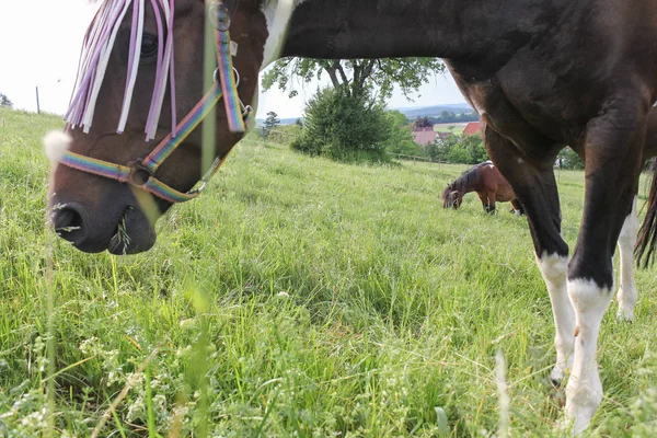 Final Maio Sul Alemanha Temperatura Muito Quente Deixe Cavalo Desfrutar — Fotografia de Stock