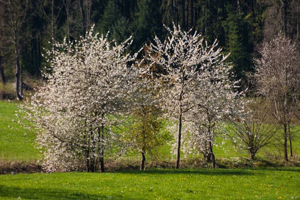 Güney Alman Kırsal Kesimde Taze Çiçek Açan Ağaçlar — Stok fotoğraf