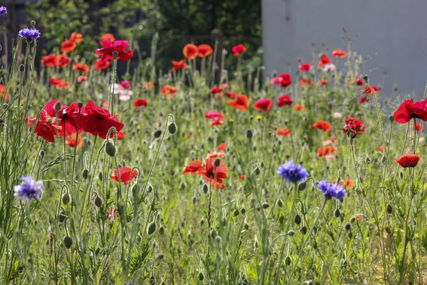 Een Zeer Zonnige Dag Juni Zuid Duitsland Zie Maïs Poppy — Stockfoto