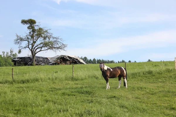 Final Maio Sul Alemanha Temperatura Muito Quente Deixe Cavalo Desfrutar — Fotografia de Stock