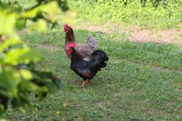 Dia Muito Ensolarado Maio Alemanha Sul Você Galinhas Macho Fêmea — Fotografia de Stock