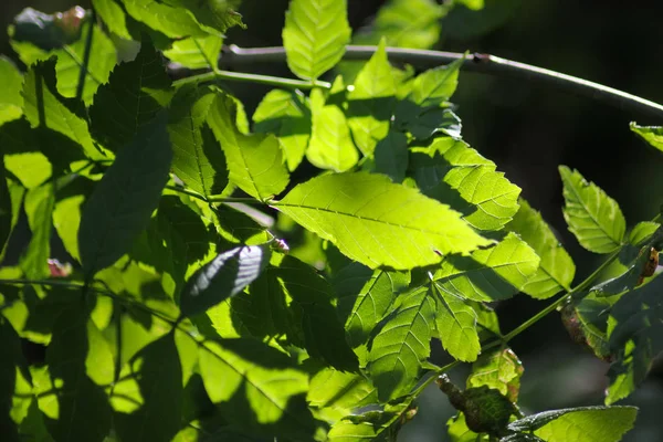 Mixture Bright Dark Dull Green Brown Colors Together Dark Part — Stock Photo, Image